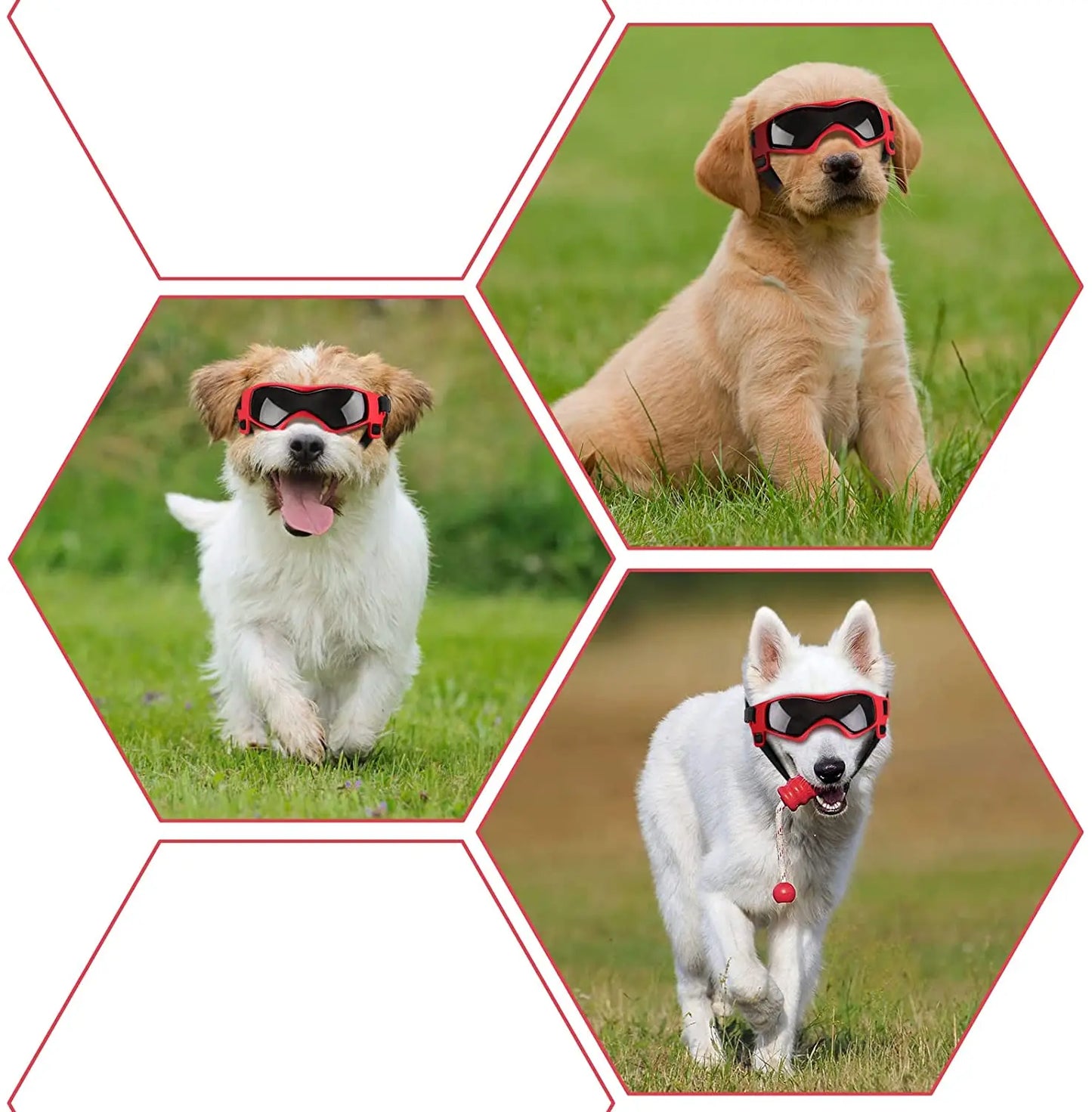Lunettes soleil chien BENETOSâą