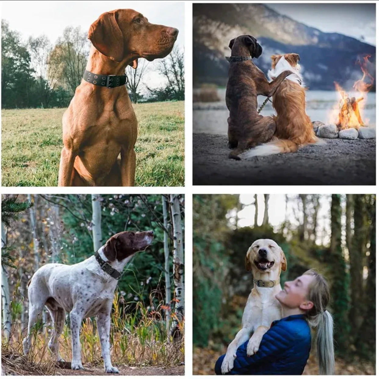Collier pour chien GUERRAM™ | robuste nylon
