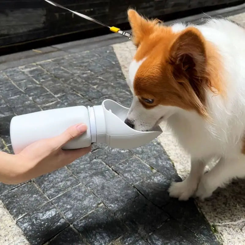 Gourde chien ROBEIRO™