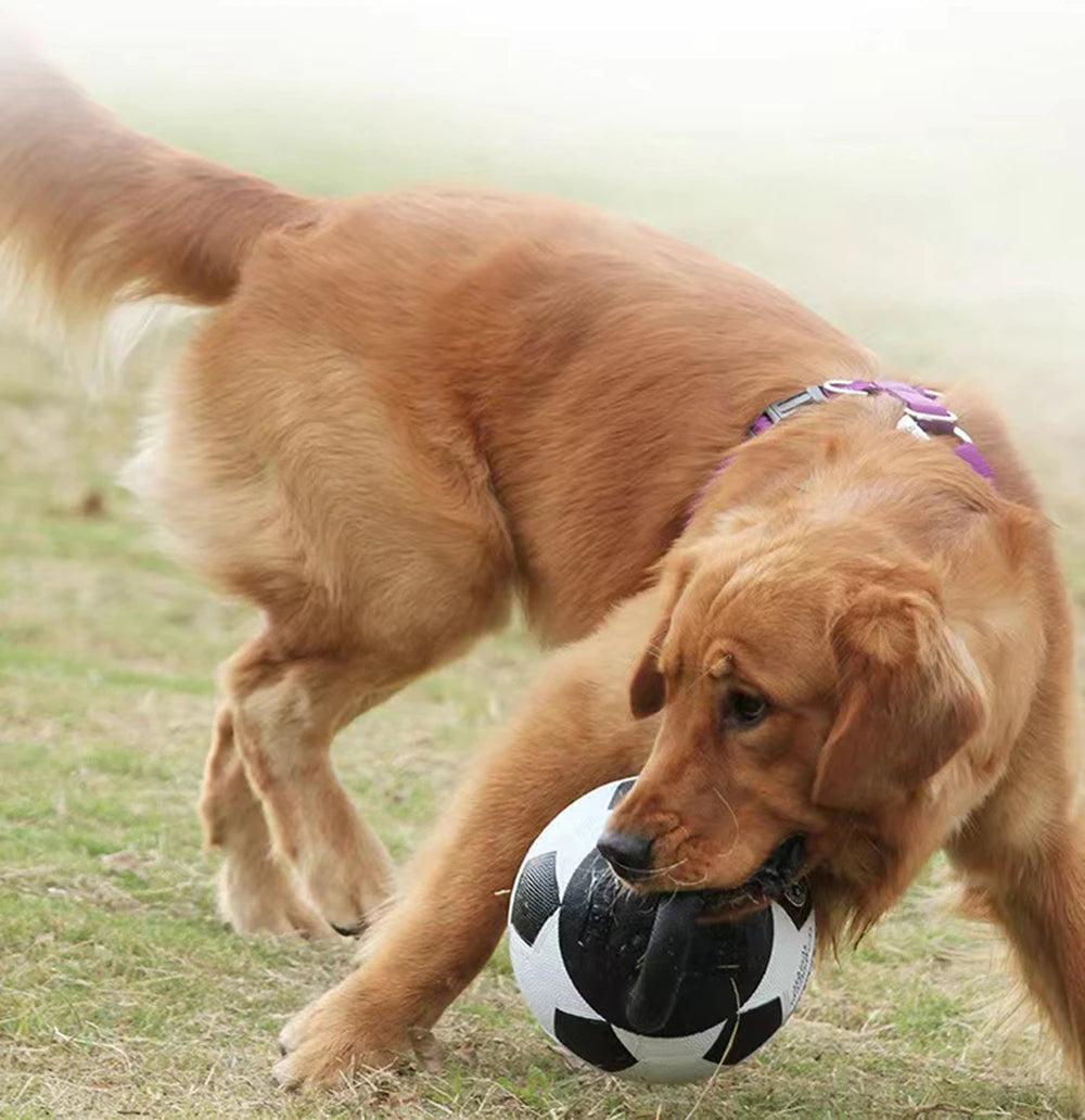 Ballon pour chien JISOSO™ | à poignée