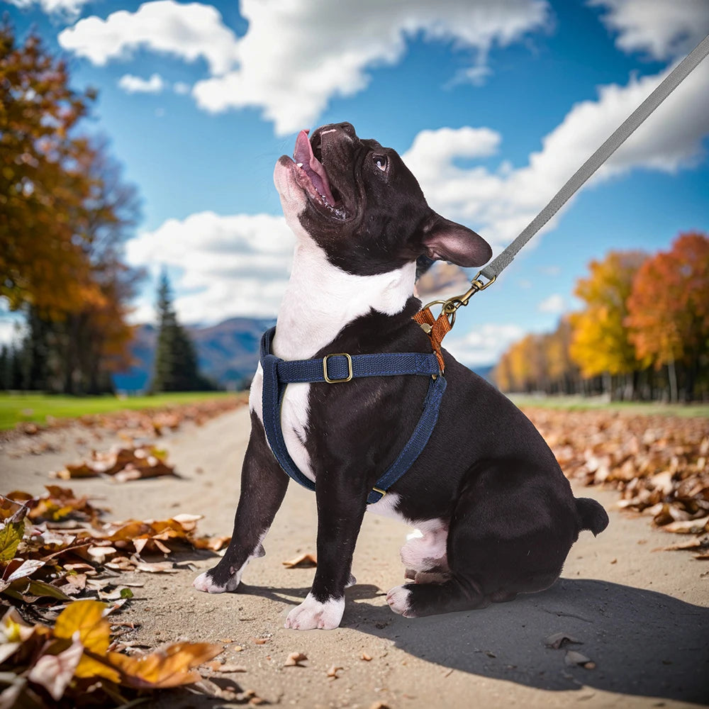 Harnais pour chien MATEE™ | nylon réfléchissant