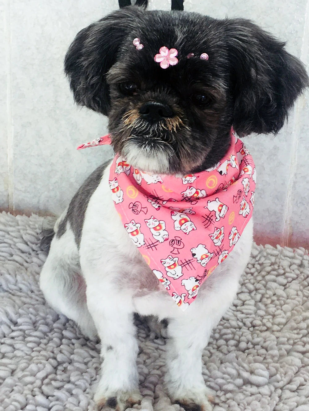 Foulard pour chien coton RUIZ⹠| bandana écharpe