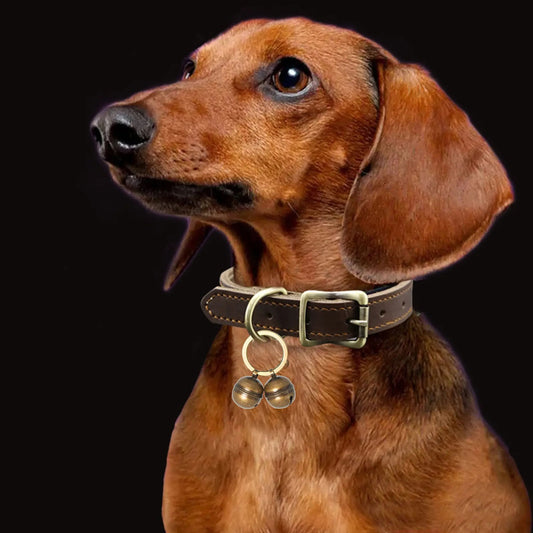Grelots chien BENEPAWS™