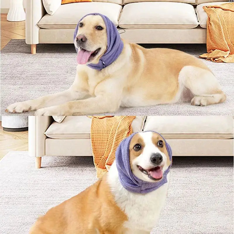 Cache oreilles pour Chien | LEZITO™