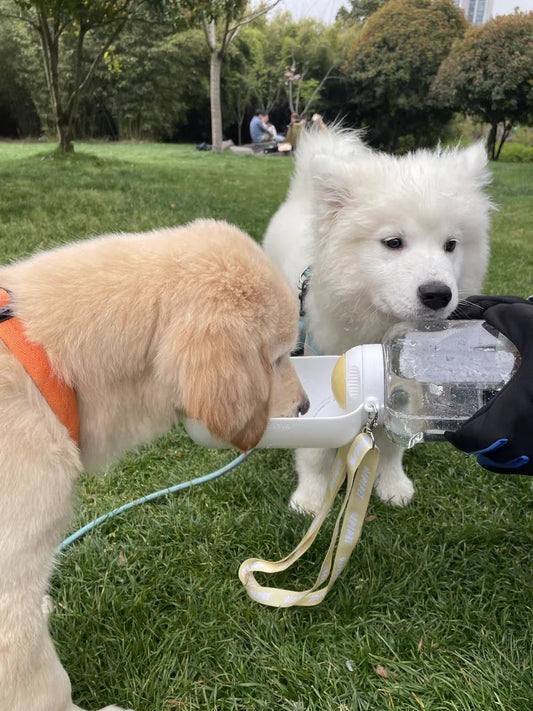 Gourde chien MUSHIPIPET