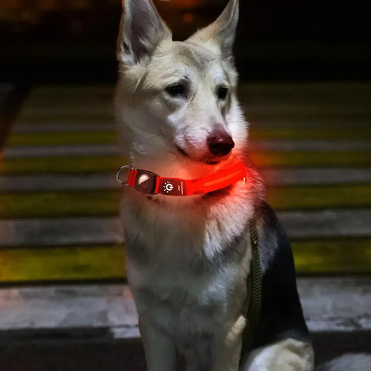 Collier lumineux chien BOLA™  | USB rechargeable Air tag