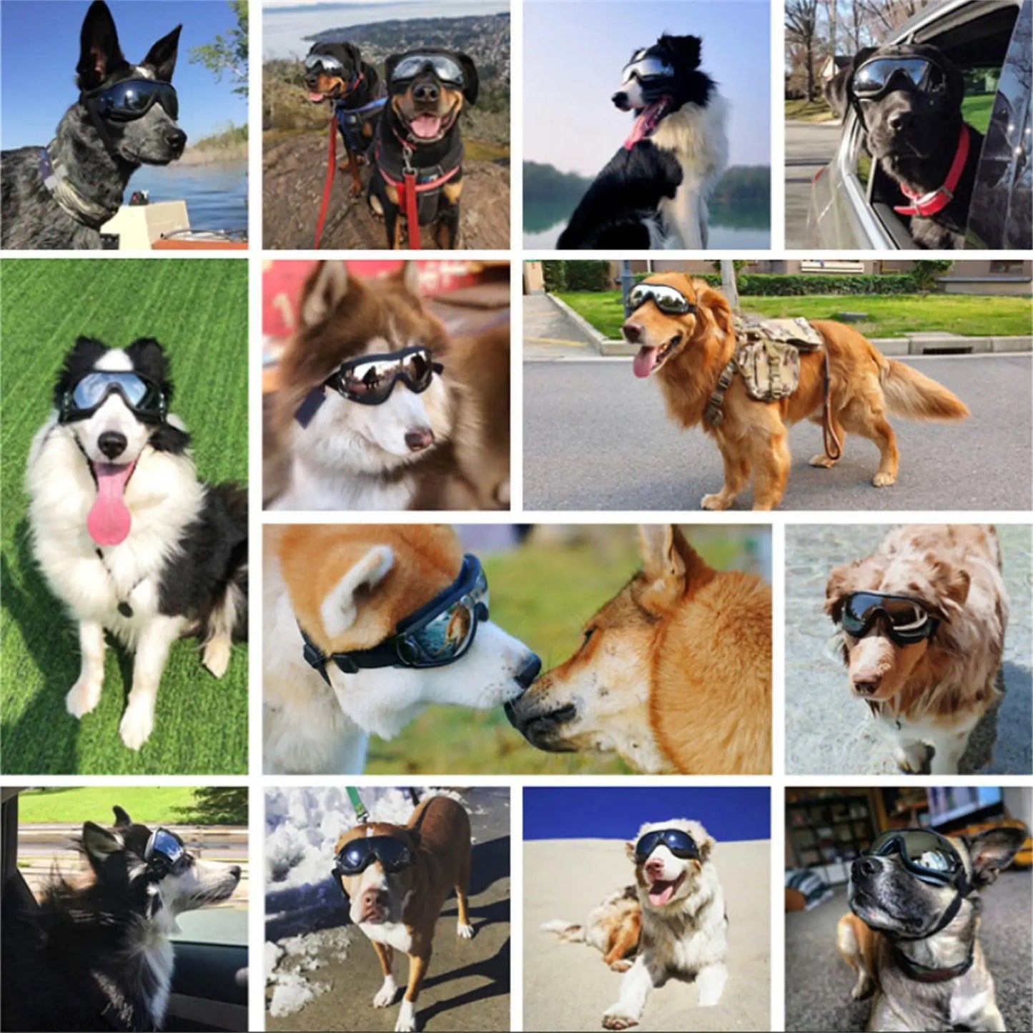 Lunettes de protection pour chien EIRAM™