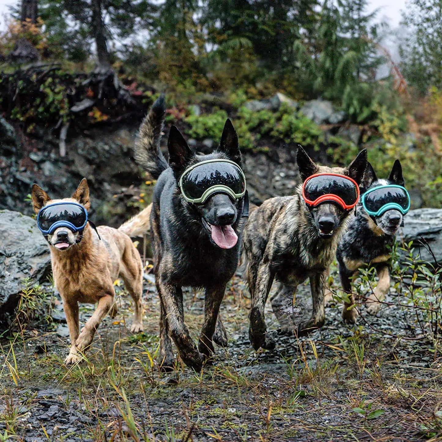 Lunettes protection chien DOGGYF™