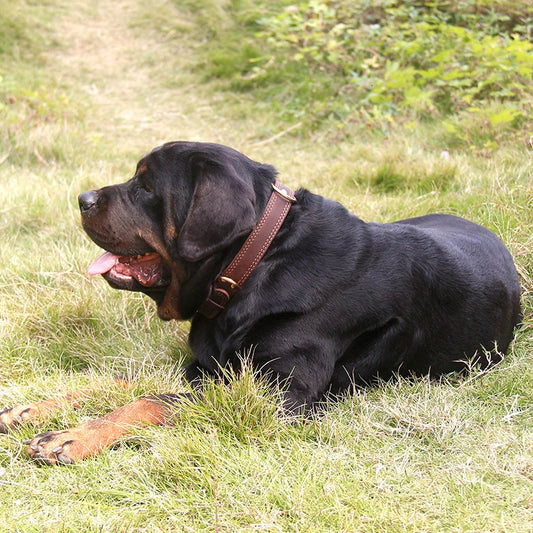 Collier chien MATEOM™ | cuir double anneau D