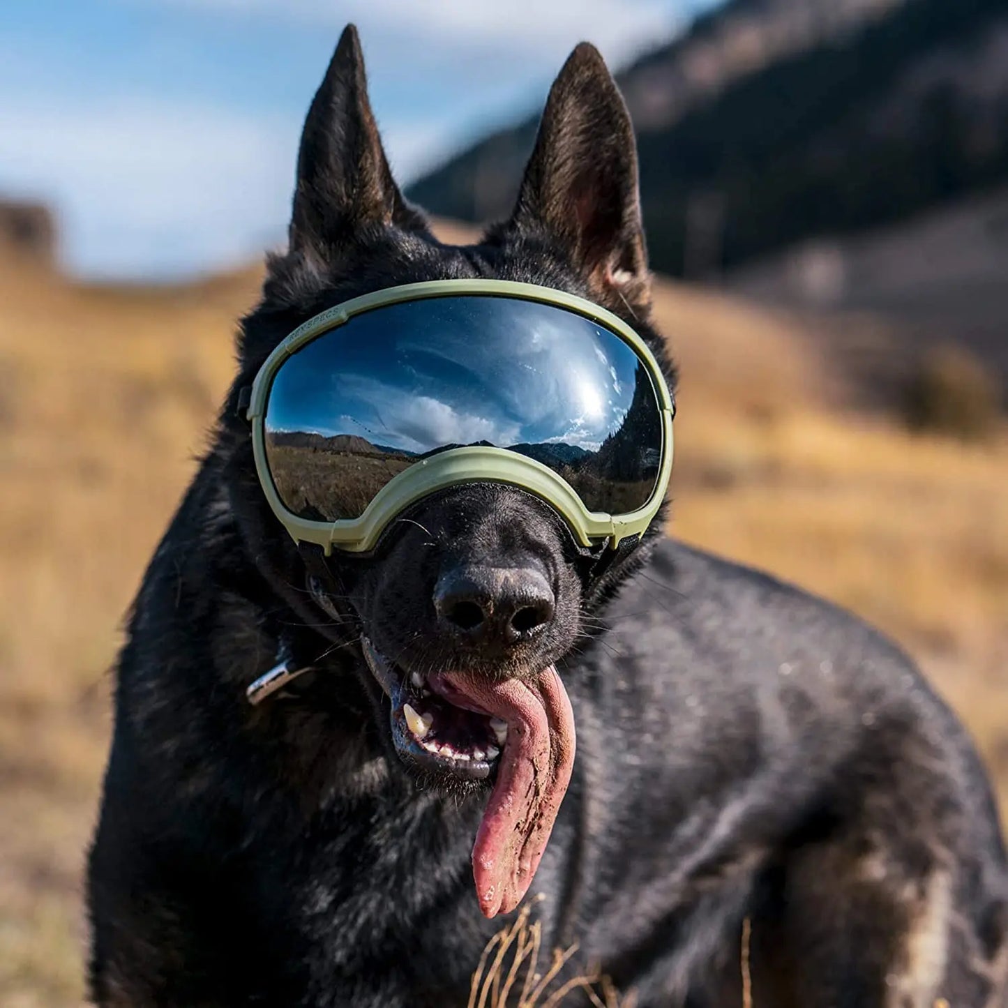 Lunettes protection chien DOGGYF™