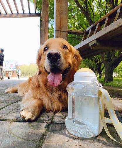 Gourde chien MUSHIPIPET