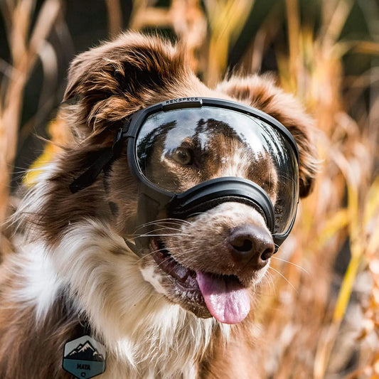 Lunettes protection chien DOGGYF™