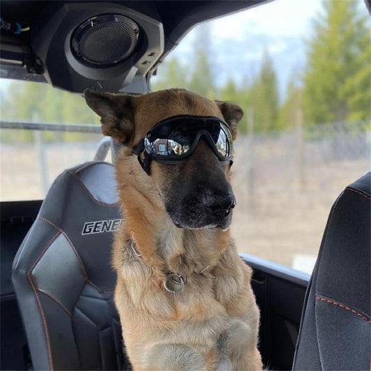 Lunettes de protection pour chien EIRAM™