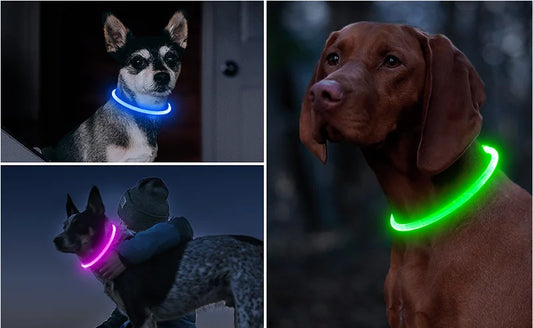Collier lumineux chien LULLYLED™ | USB