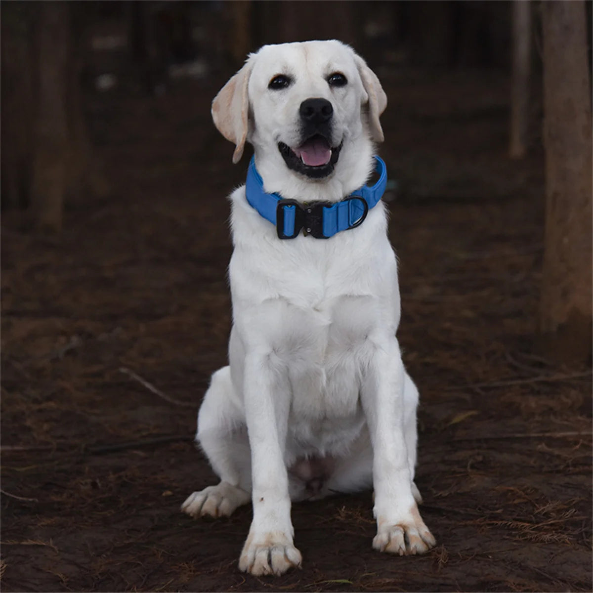 Collier pour chien LOVATO™ | tactique nylon