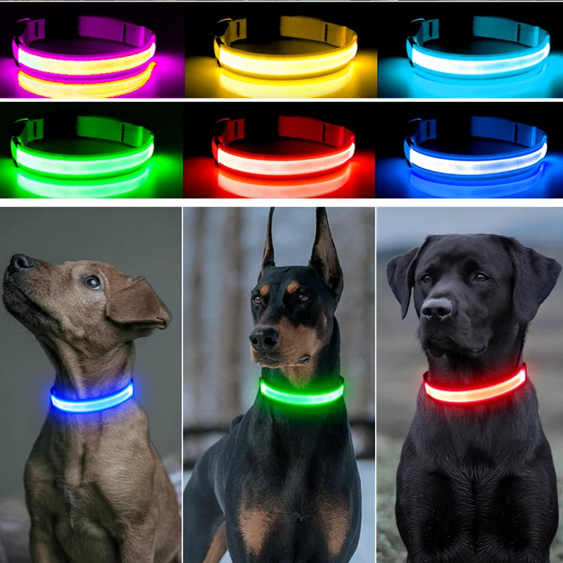 Collier lumineux pour chien LORIS™