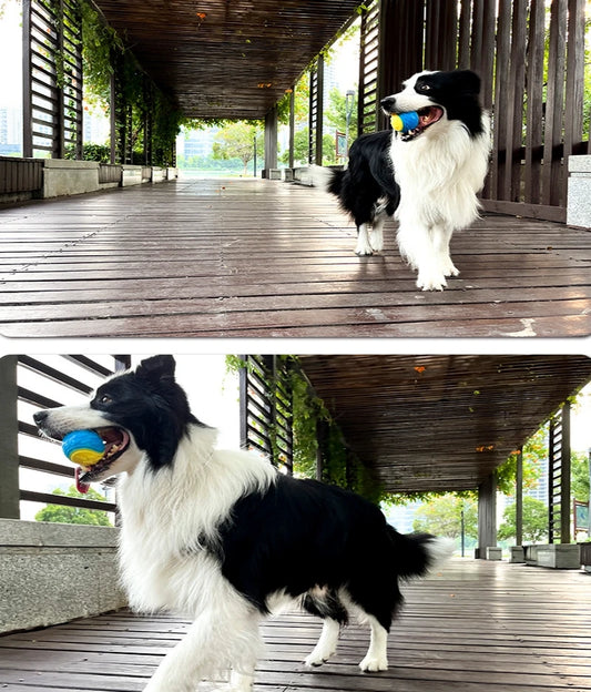 Balle couineur chien SUDE™ | jouet pour chien