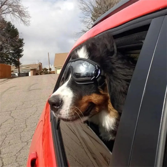 Lunettes de Soleil pour chien CORGI™