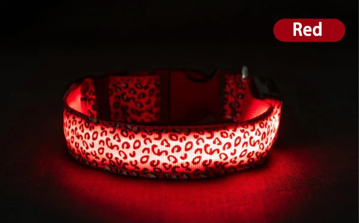 Collier lumineux pour chien TEDDY™