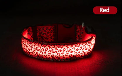 Collier lumineux pour chien TEDDY™