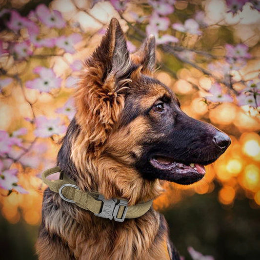 Ensemble collier et laisse chien tactique MAUREL™ | militaire
