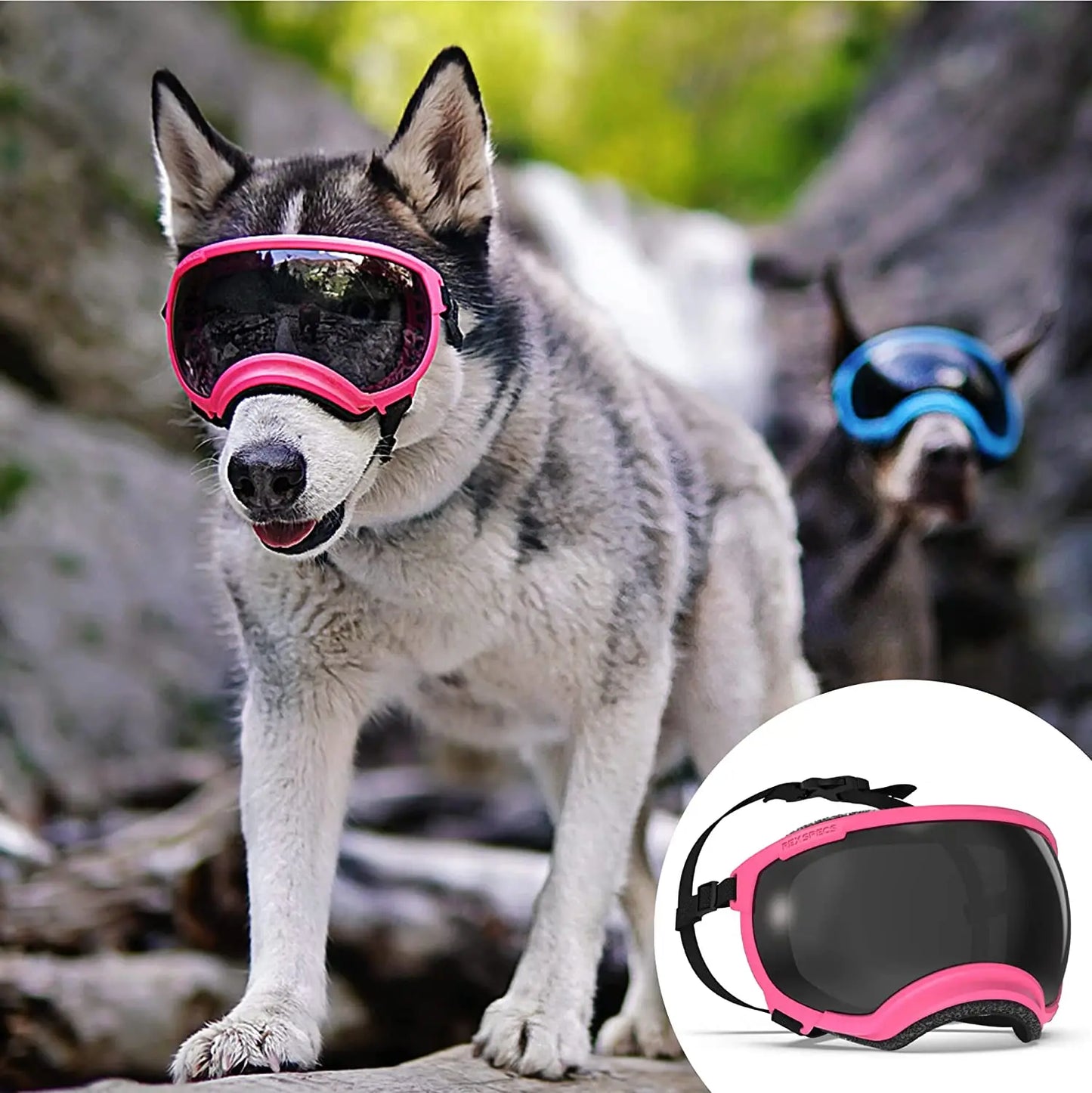 Lunettes protection chien DOGGYF™