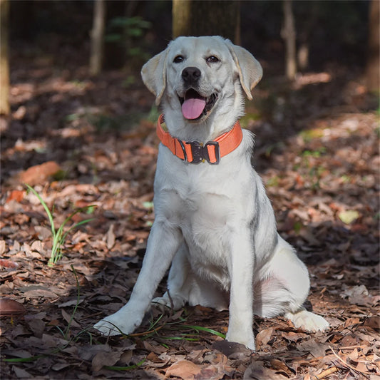 Collier pour chien LOVATO™ | tactique nylon