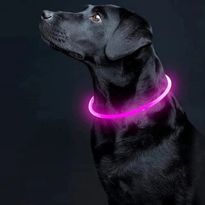 collier-lumineux-pour-chien-lullyled-rose
