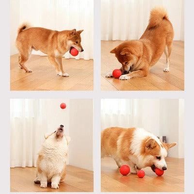 Jouet pour chien SISO™ | balle molaire