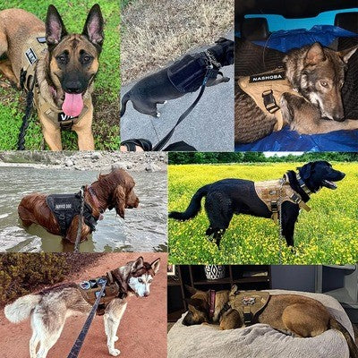 Ensemble Harnais laisse collier tactique pour chien REVOLUDOG™