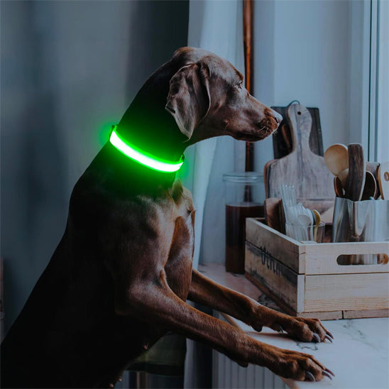 Collier lumineux pour chien LEEPOMAS™ | USB