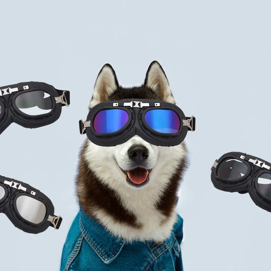 Lunettes protection chien RUIZ™