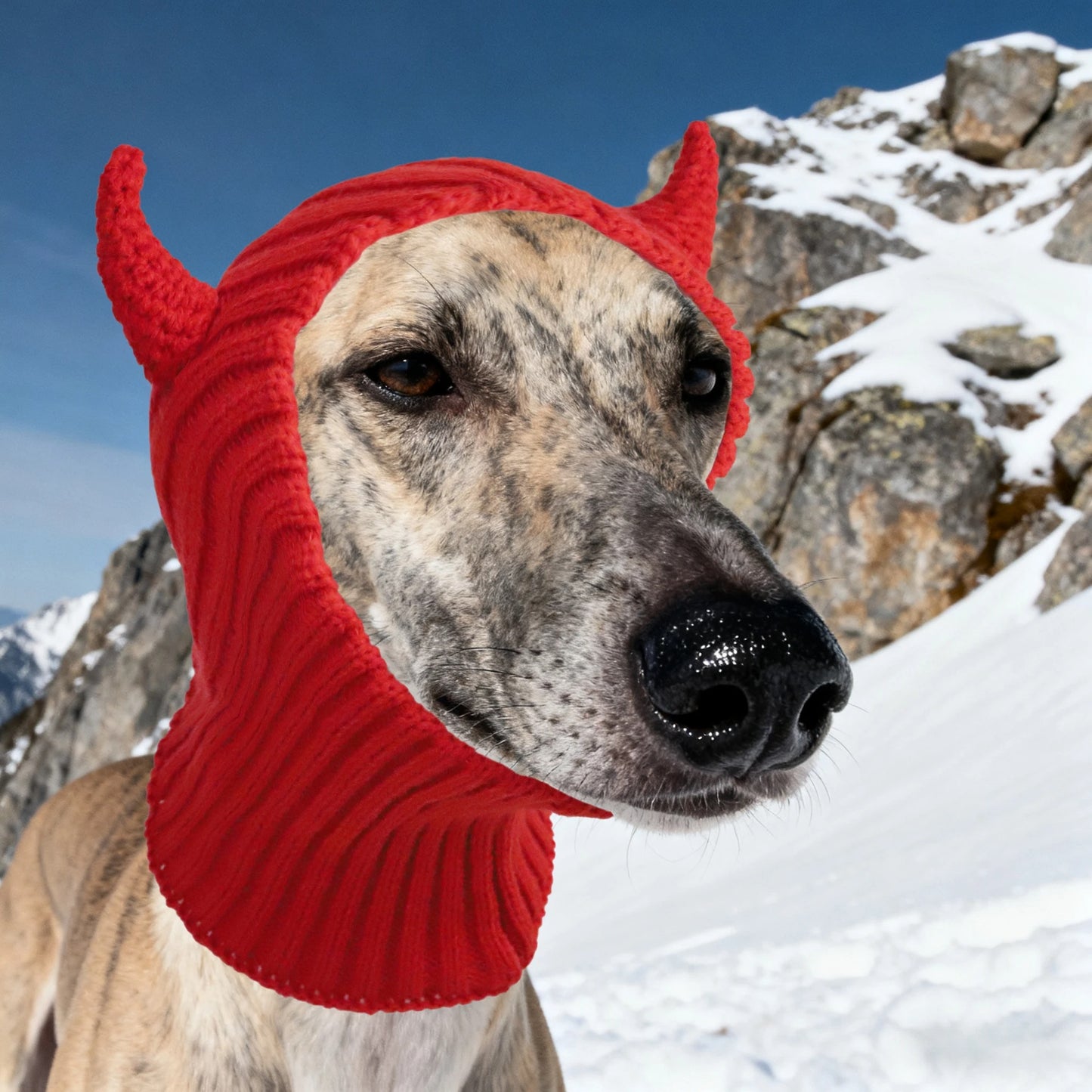 Cache oreilles pour Chien | ROBEIRO™